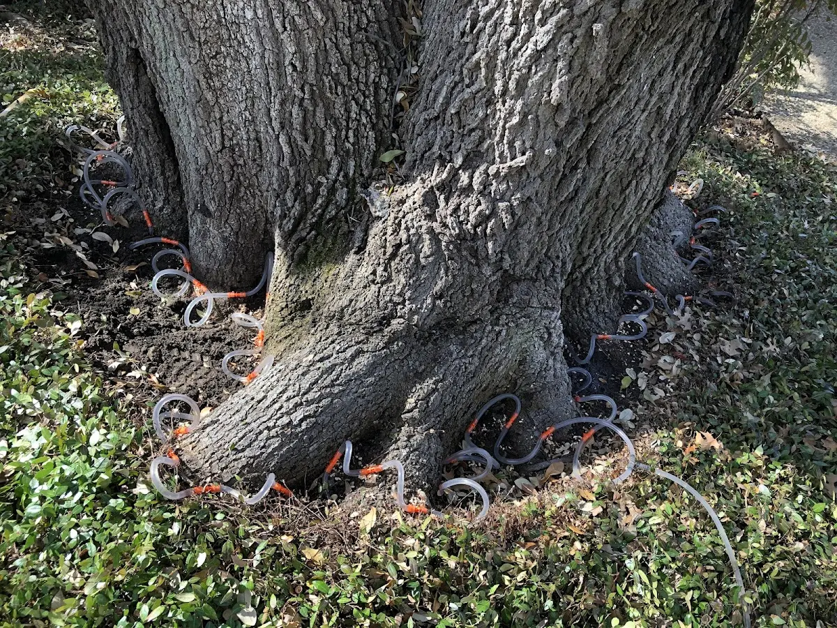 Detailed Tree Cabling and Bracing job site in Harrisonville