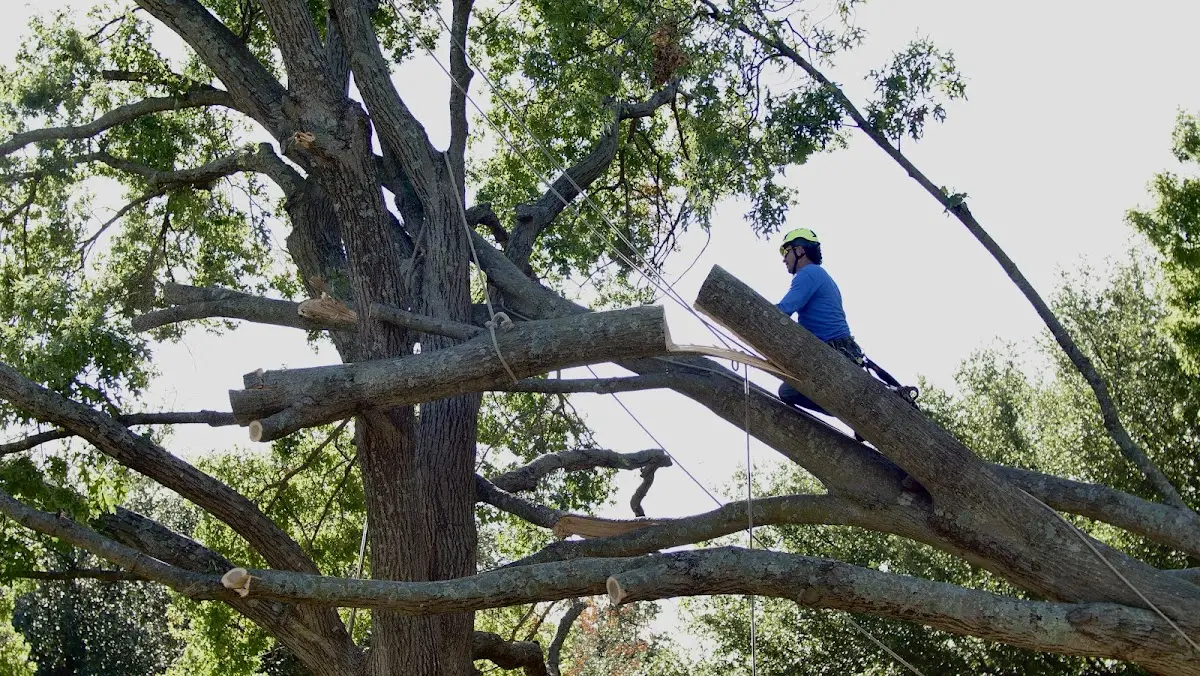 Professional Hazardous Tree Removal performed by certified arborists in Harrisonville